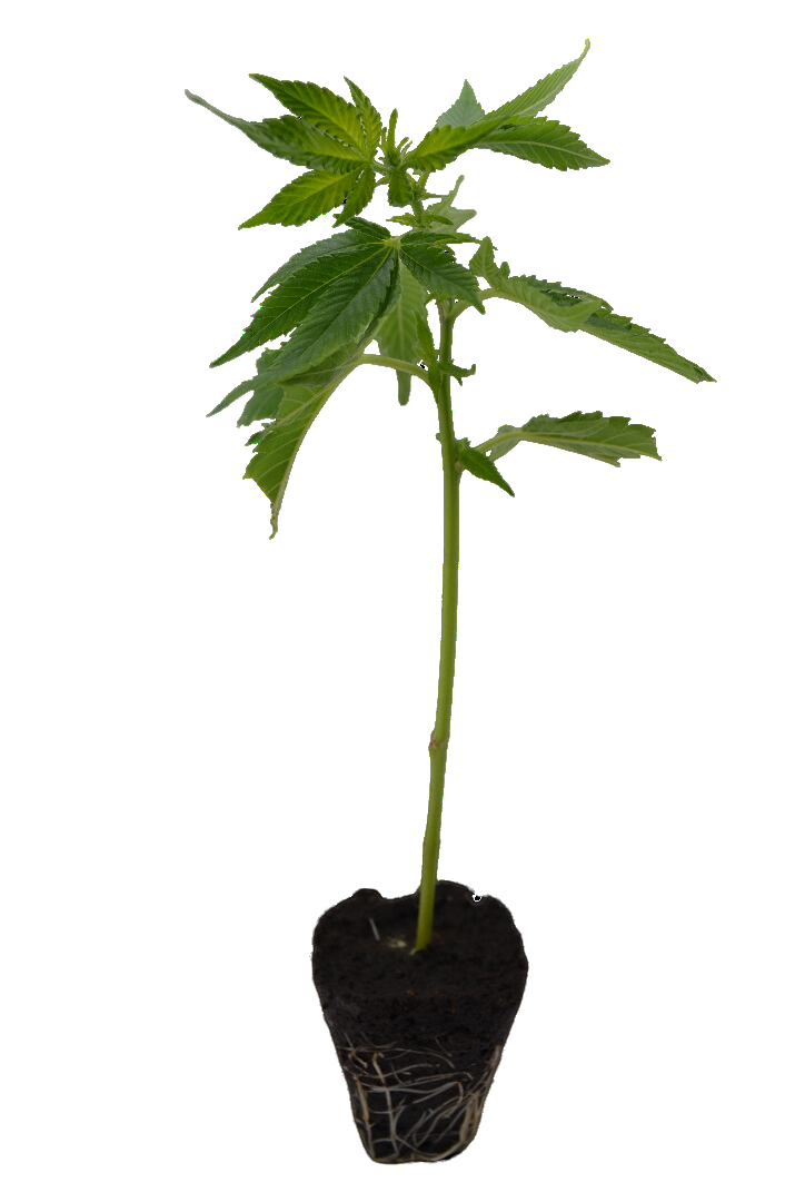 Cannabis Steckling Imperium X