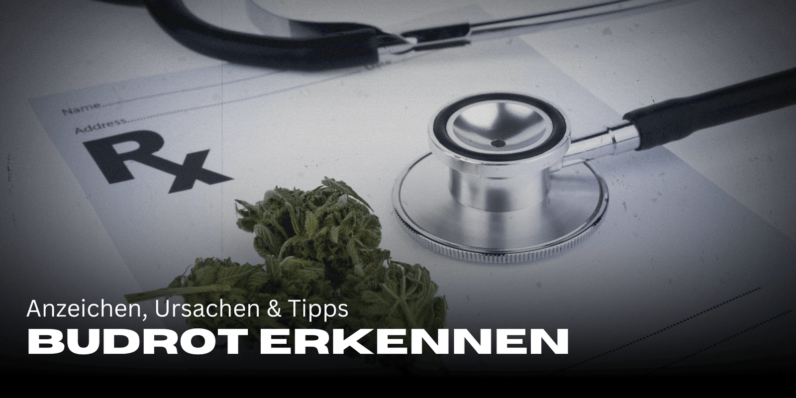 Budrot (Blütenfäule) erkennen: Anzeichen, Ursachen & Tipps