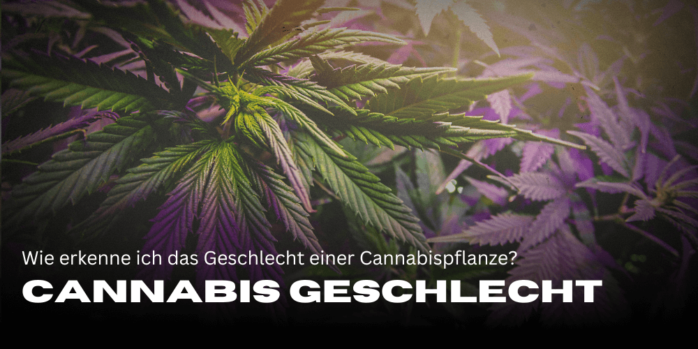 Cannabis Geschlecht erkennen: Dein einfacher Guide für Grower