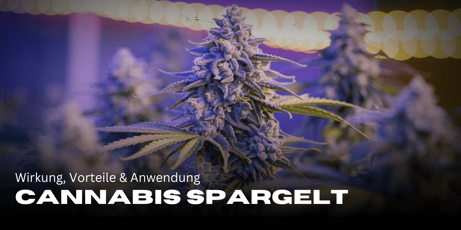 Cannabis Spargelt: Wirkung, Vorteile & Anwendung im Überblick 🌿