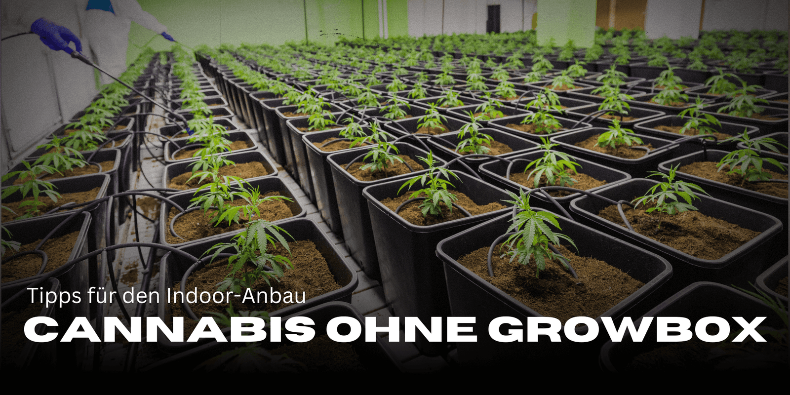 Cannabis anbauen ohne Growbox