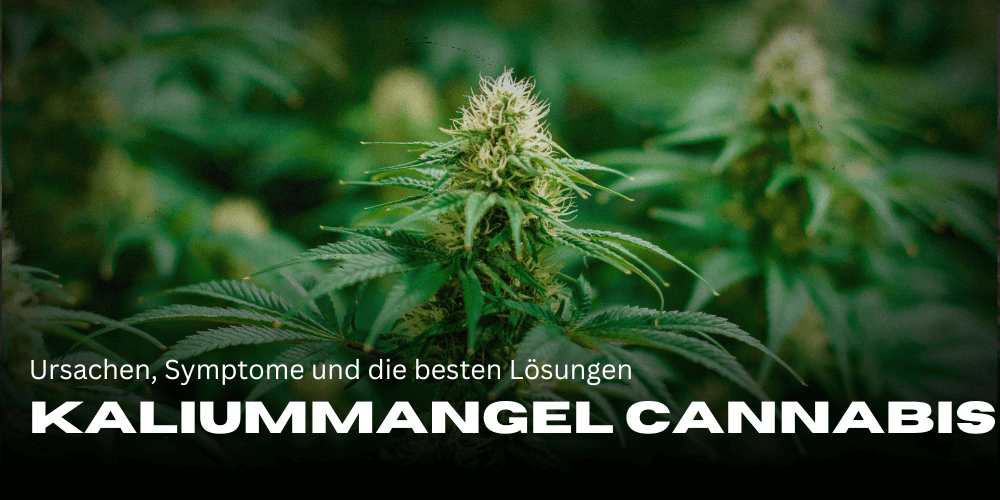 Kaliummangel bei Cannabis: Ursachen, Symptome und die besten Lösungen für gesunde Pflanzen