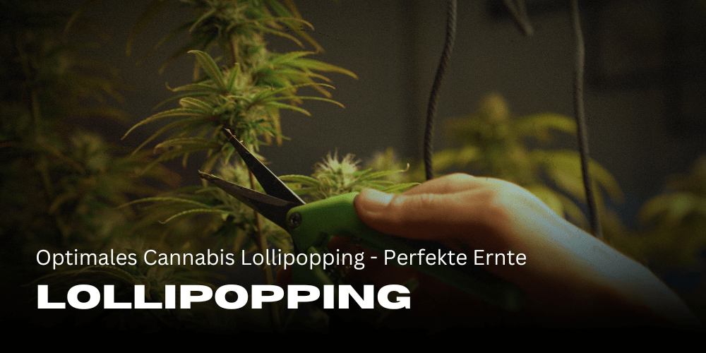 Optimales Cannabis Lollipopping - Perfekte Ernte