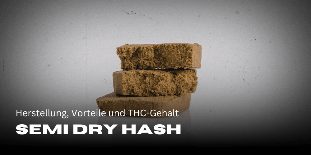 Semi Dry Hash: Herstellung, Vorteile und THC-Gehalt