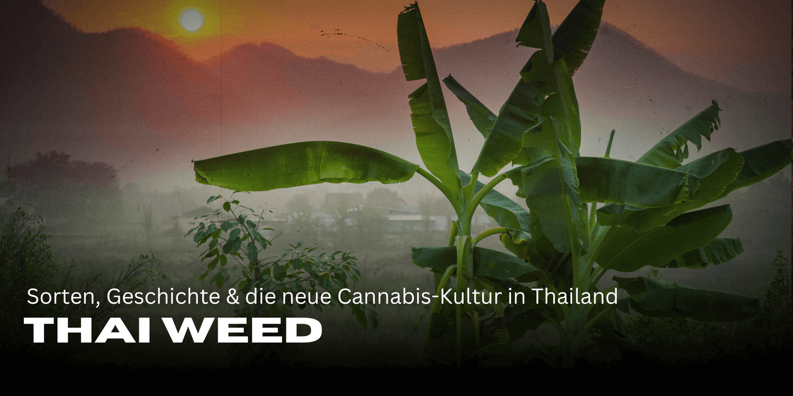 Thai Weed, Thailand Weed, Thailand Cannabis