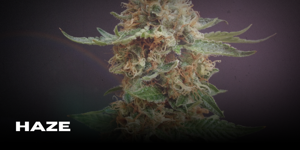 Haze – Die Legende unter den Cannabissorten