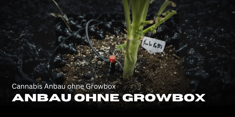 Cannabis Anbau ohne Growbox