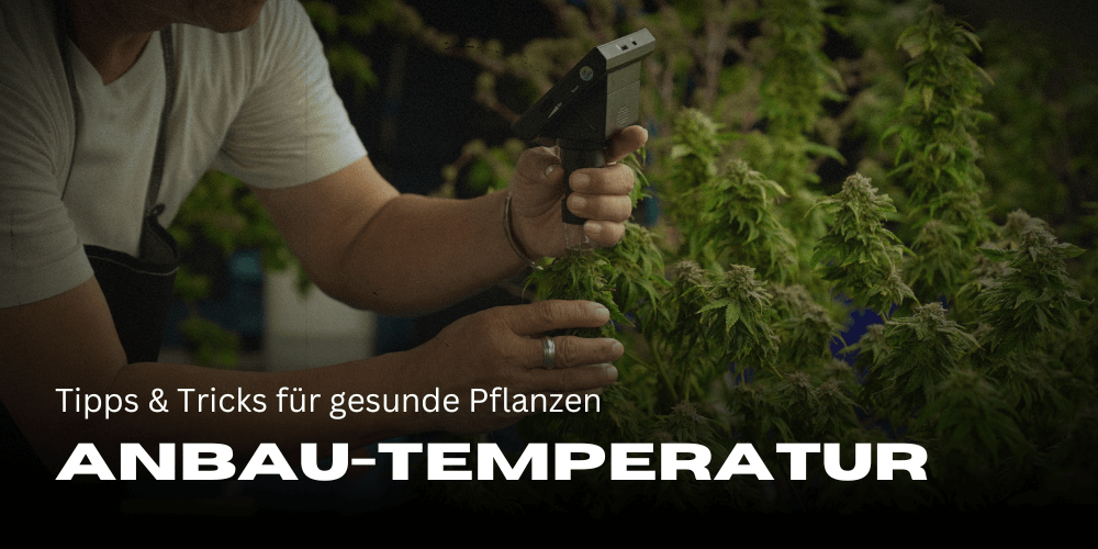 Cannabisanbau Temperatur: Tipps und Tricks für gesunde Pflanzen