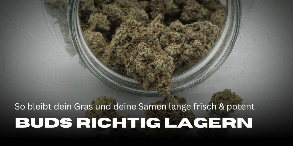 Cannabis richtig lagern: So bleibt dein Gras und deine Samen lange frisch und potent