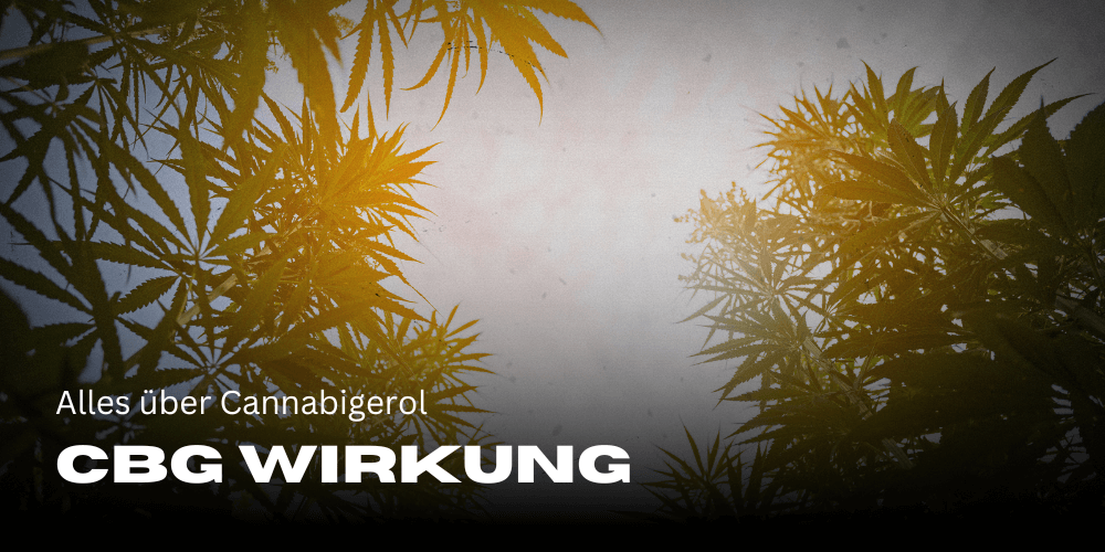 CBG Wirkung: Alles über Cannabigerol