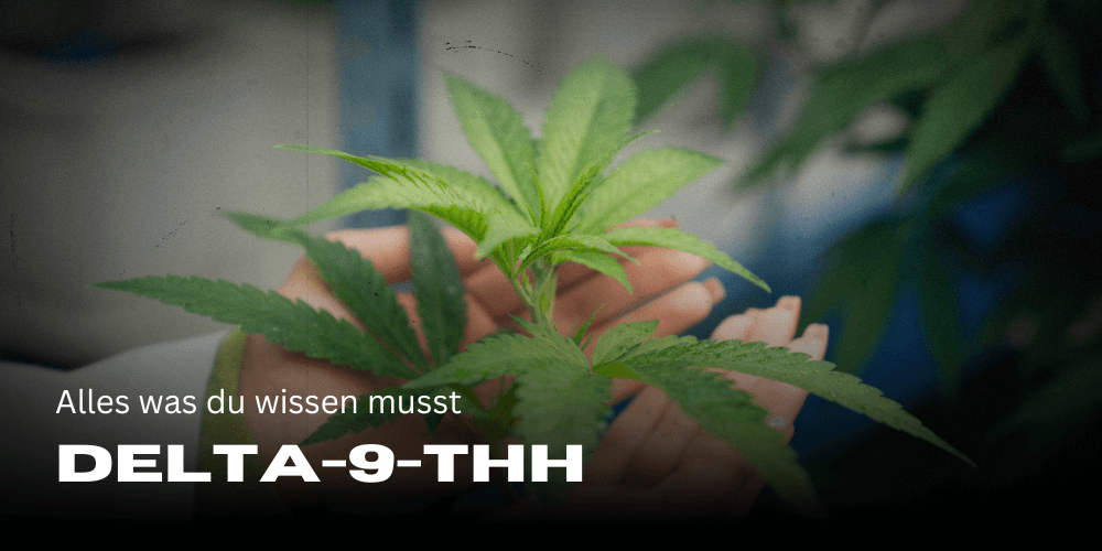 Delta-9-THC: alles was du wissen musst