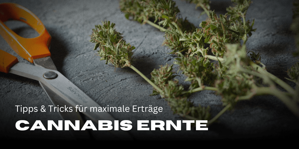 Perfekte Cannabis Ernte: Tipps und Tricks für maximale Erträge