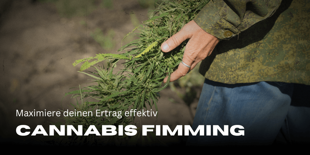 Cannabis Fimming: Maximiere deinen Ertrag effektiv