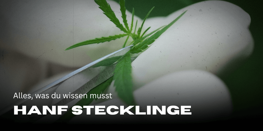 Hanf Stecklinge: Alles, was du wissen musst