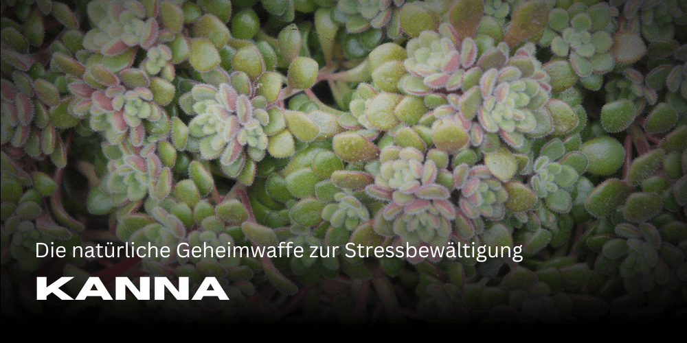 Kanna: Die natürliche Geheimwaffe zur Stressbewältigung