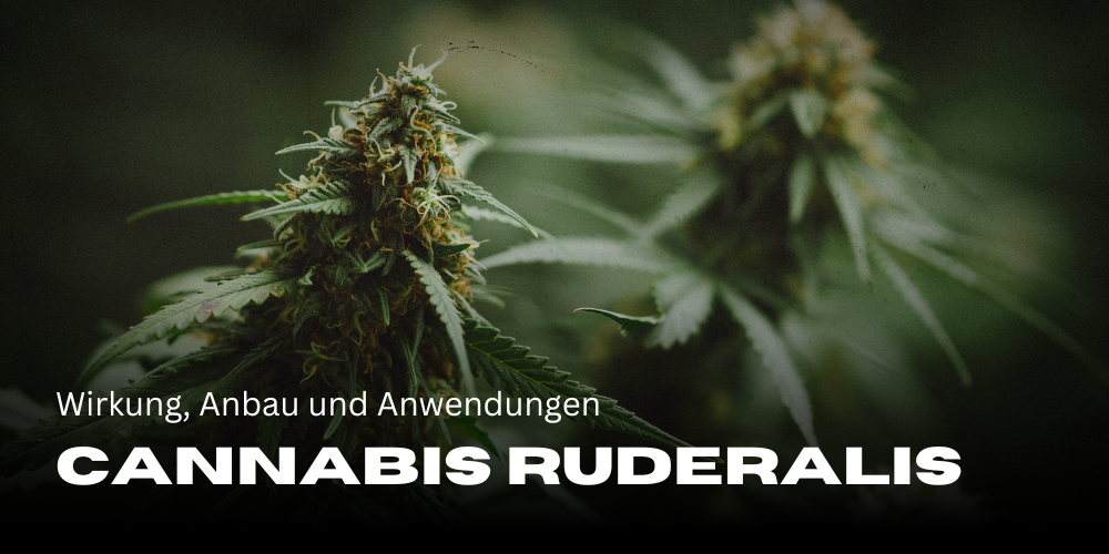 Cannabis Ruderalis: Wirkung, Anbau und Anwendungen