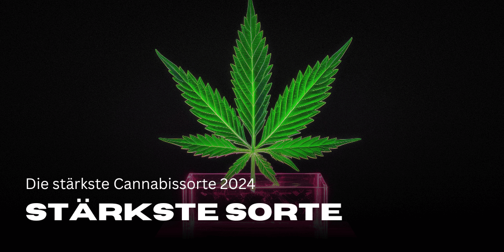 Die stärkste Cannabissorte 2024