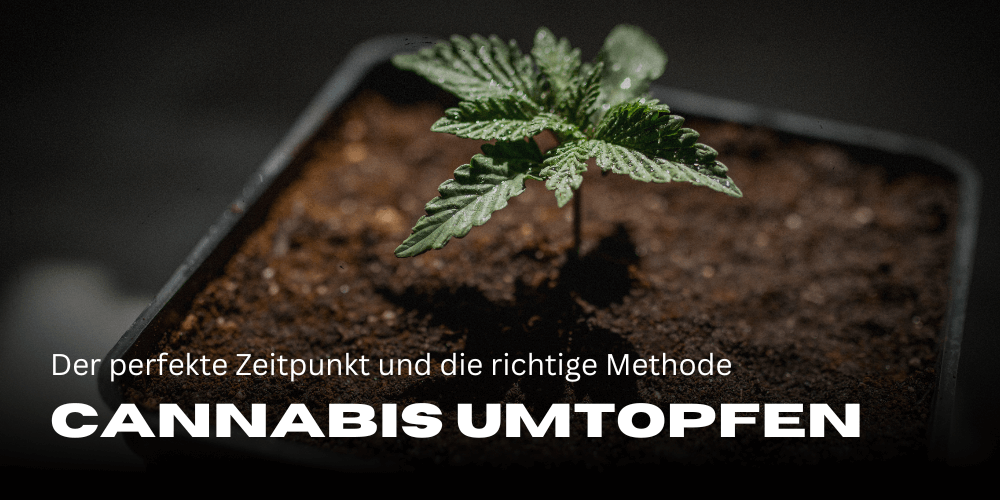 Cannabis umtopfen: Der perfekte Zeitpunkt und die richtige Methode