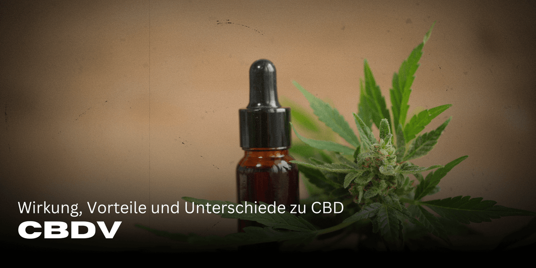 CBDV: Wirkung, Vorteile und Unterschiede zu CBD 🌿