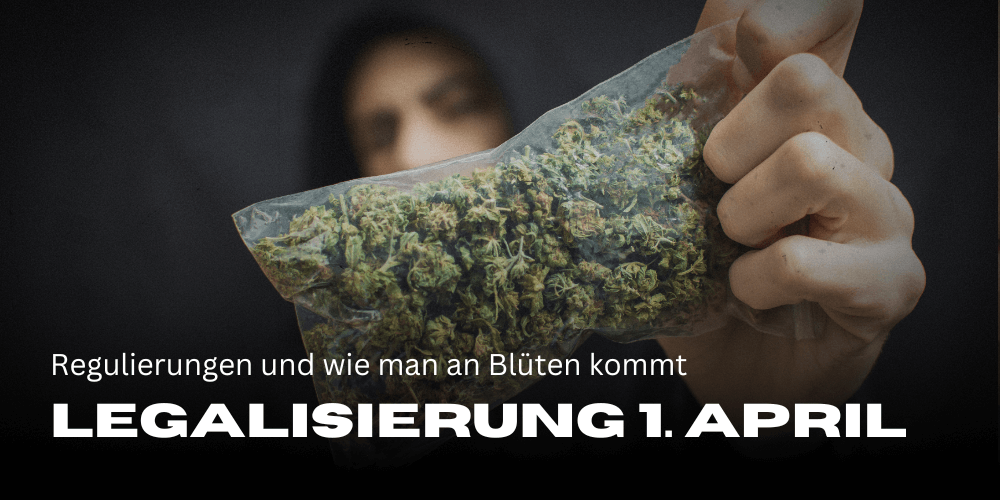 Cannabis Legalisierung 1. April 2024: Regulierungen und wie man an Blüten kommt