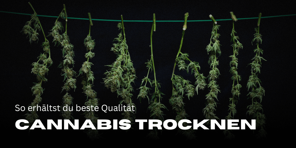 Cannabis trocknen: So erhältst du beste Qualität