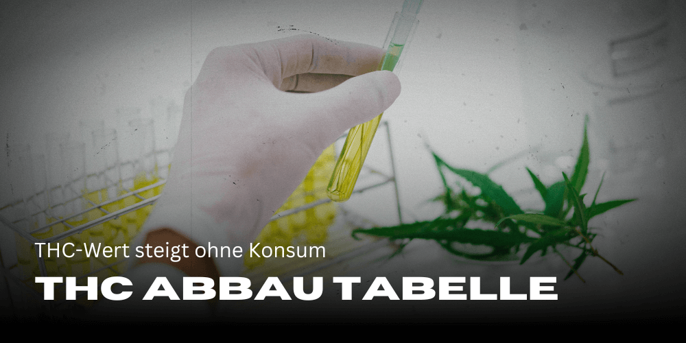 THC-Wert steigt ohne Konsum: THC-COOH Abbau Tabelle