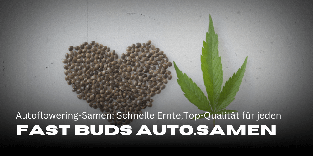 Fast Buds Autoflowering-Samen: Schnelle Ernten mit Top-Qualität für jeden Grower