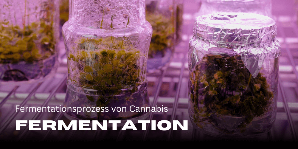 Fermentation von Cannabis