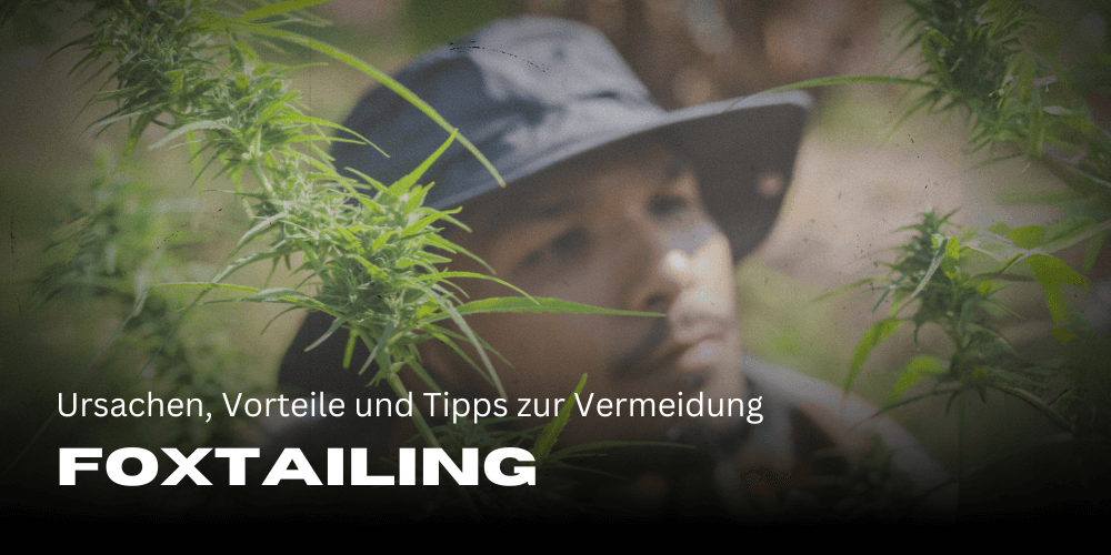 Foxtailing bei Cannabis: Ursachen, Vorteile und Tipps zur Vermeidung