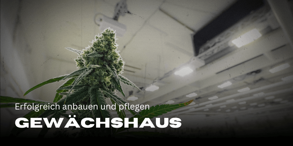 Cannabis im Gewächshaus: erfolgreich anbauen und pflegen