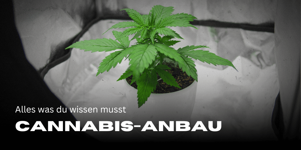 Cannabis-Anbau: Alles was du wissen musst