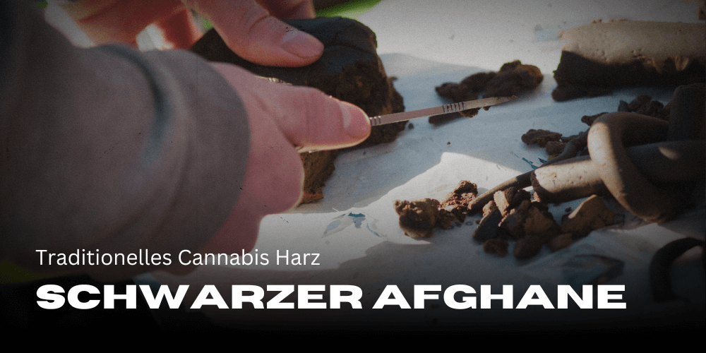 Traditionelles Cannabis Harz