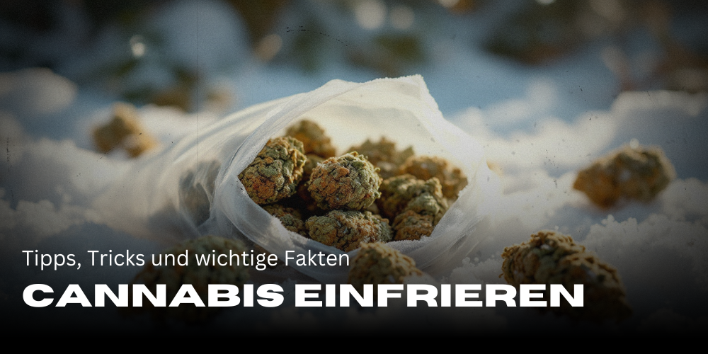 ein beutel mit ganz vielen cannabis buds liegen auf schnee "Cannabis einfrieren" ist das Thema