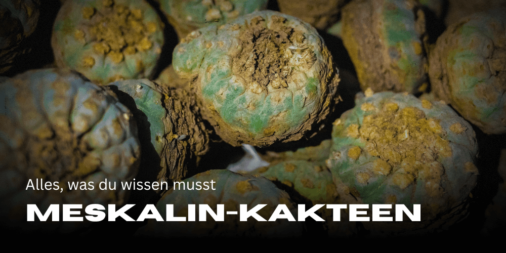 Meskalin-Kakteen: Alles, was du wissen musst