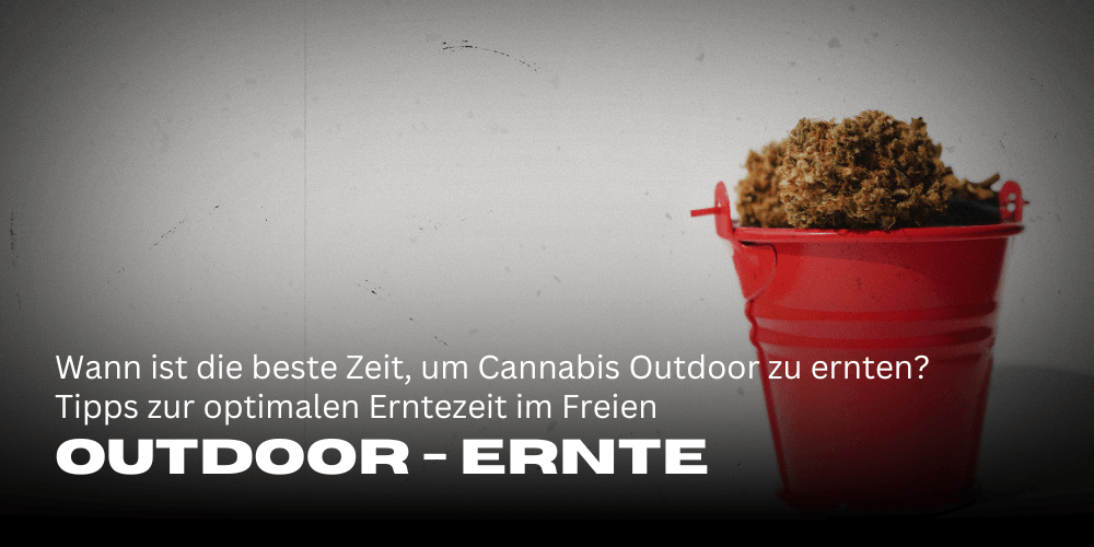 Wann ist die beste Zeit, um Cannabis Outdoor zu ernten? Tipps zur optimalen Erntezeit im Freien