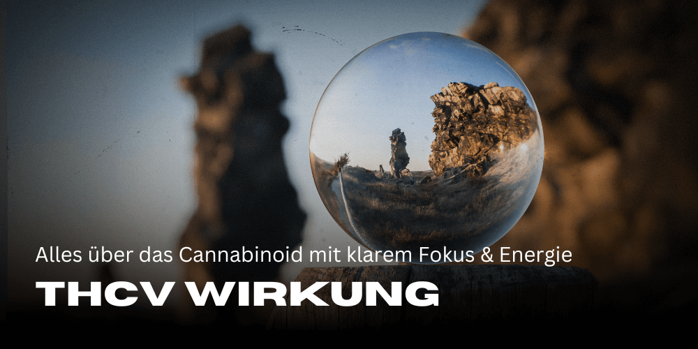 THCv Wirkung: Alles über das Cannabinoid mit klarem Fokus und Energie