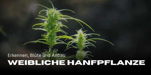 Weibliche Hanfpflanze erkennen, Blüte und Anbau