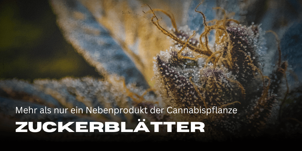 Zuckerblätter: Mehr als nur ein Nebenprodukt der Cannabispflanze