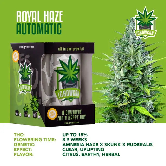 All-in-One Grow Kit: Royal Haze Auto (iGrowCan)