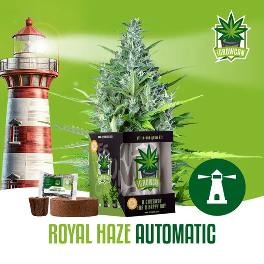 All-in-One Grow Kit: Royal Haze Auto (iGrowCan)