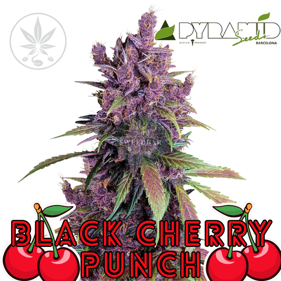 Cannabis Steckling Black Cherry Punch