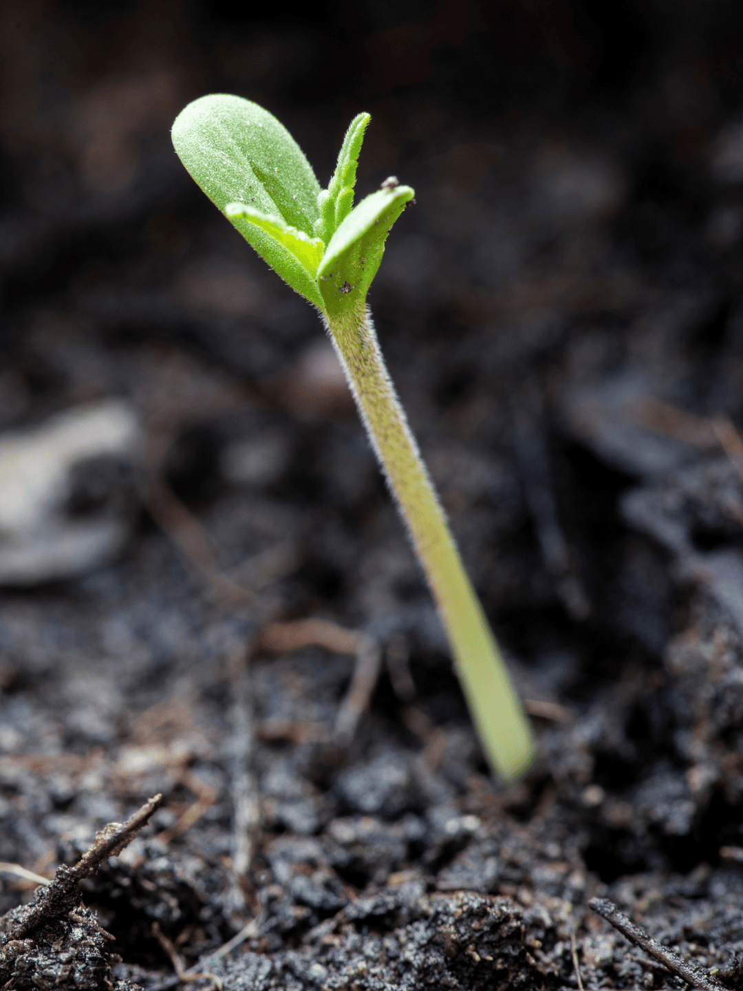 Größerer Cannabis Keimling, der aus der Erde kommt