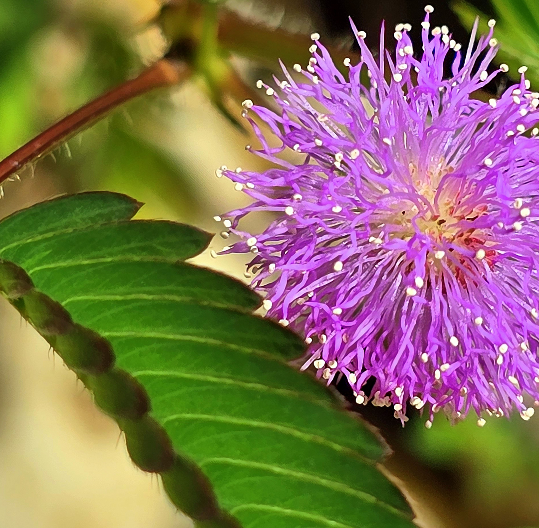 Bild einer Mimosa Pudica