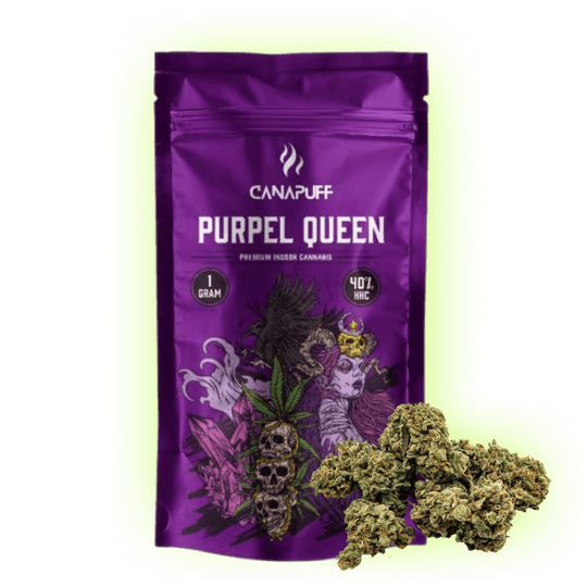 Purple Queen Canapuff HHC Blüten