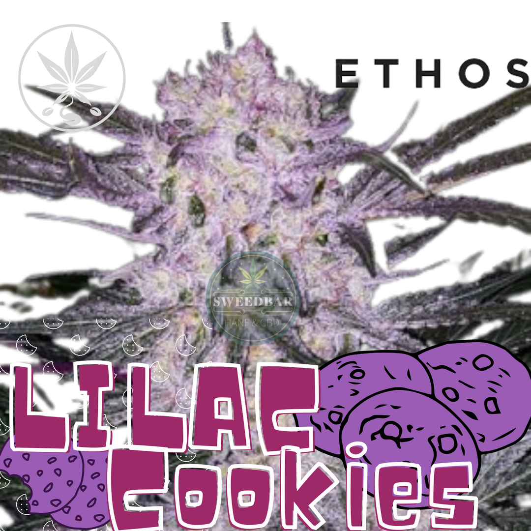 Cannabis Steckling Lilac Cookies von Ethos Genetics