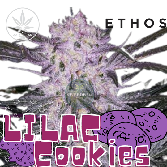 Cannabis Steckling Lilac Cookies von Ethos Genetics