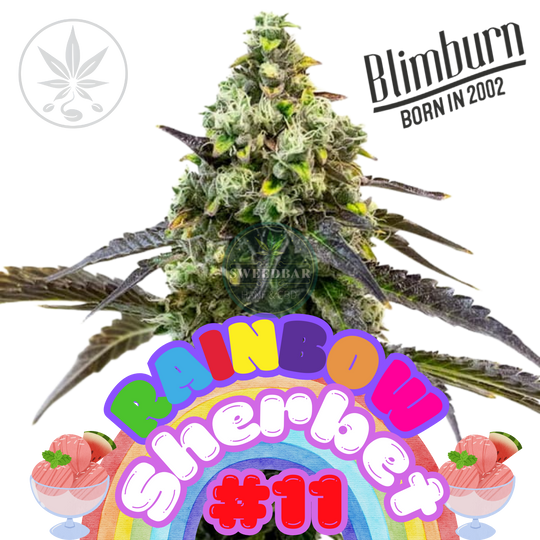 Cannabis Steckling Rainbow Sherbet #11