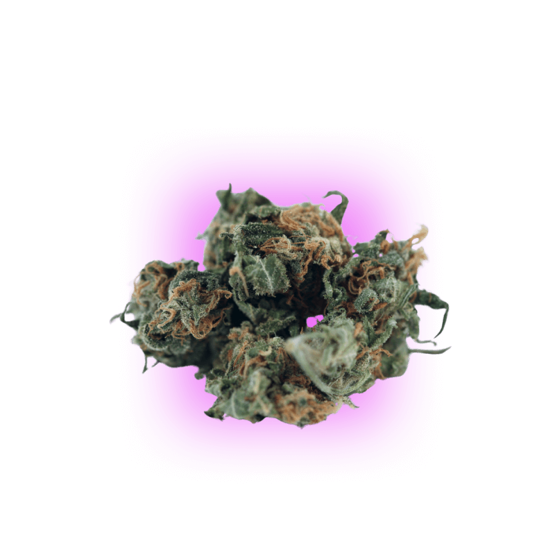 Cannabis Samen Black Domina