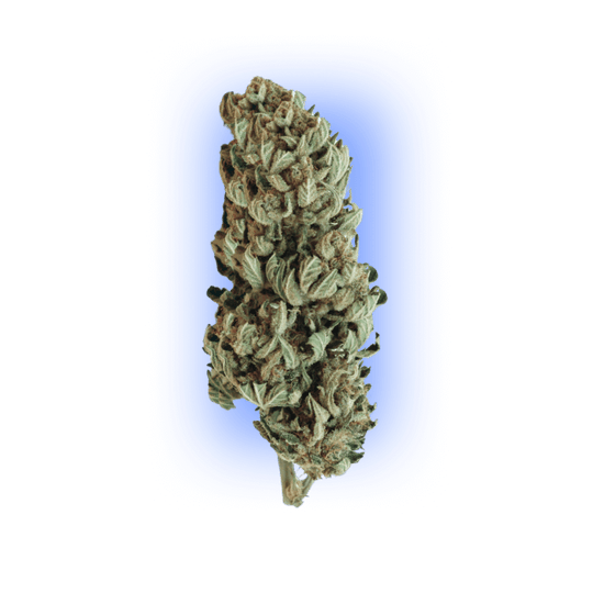 Cannabis Samen Gorilla XL