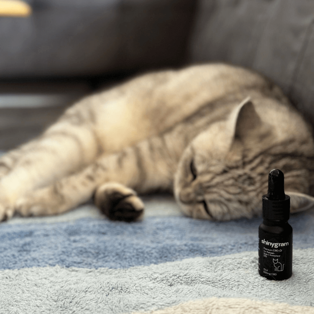 CBD Öl aus der Schweiz speziell für Katzen